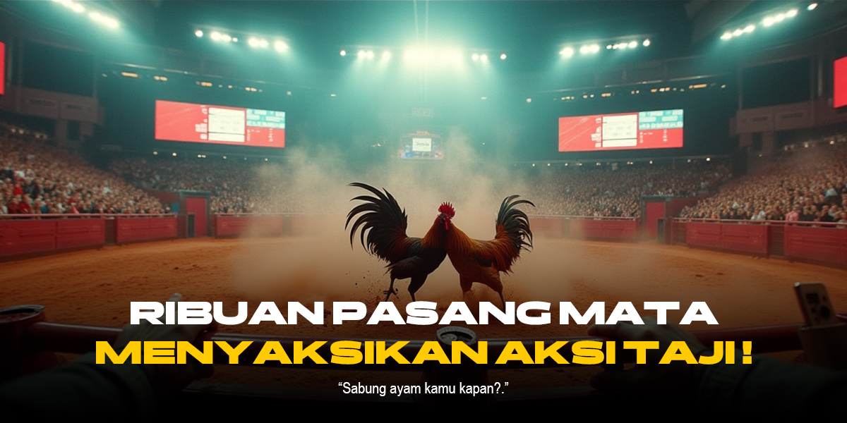 Mengenal Ayam Bangkok: Raja Sabung Ayam di SV388