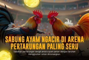 Mengulik Jenis Ayam Bangkok di Sabung Ayam SV388