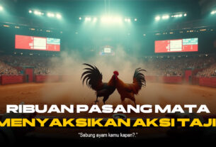 Mengenal Ayam Bangkok: Raja Sabung Ayam di SV388