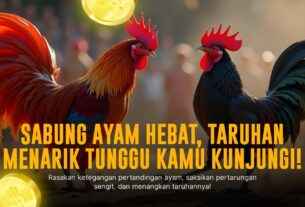 Jenis Ayam Bangkok Dalam Sabung Ayam SV388: Rahasia Kemenangan Judi